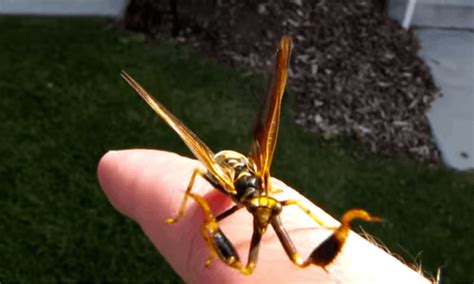 This Wasp Meets Praying Mantis Is Definitely The Most Terrifying Bug