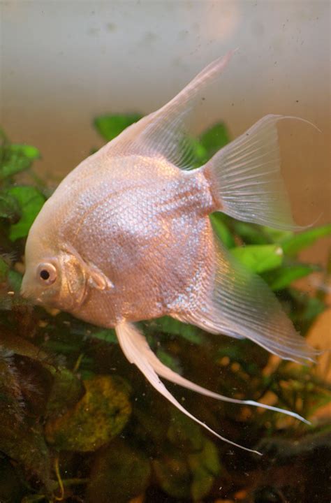 Blok888: Top 10 Most Beautiful Freshwater Fish in the world 2