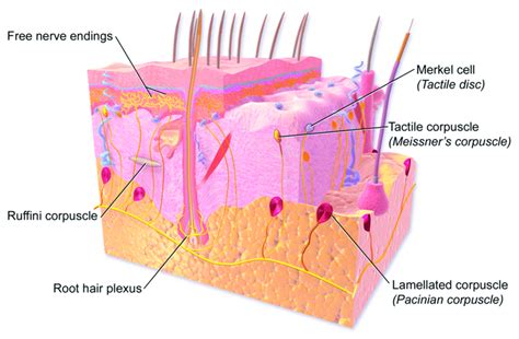 Skin Receptors Diagram