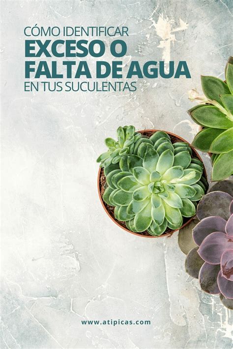 ¡adivina que adivino desafíos mentales y divertidos! Cómo identificar exceso o falta de agua en tus suculentas ...