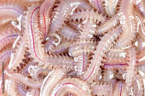 Sand Worm Perinereis Sp Is The Same Species As Sea Worms Polychaete Living In A Beach Area