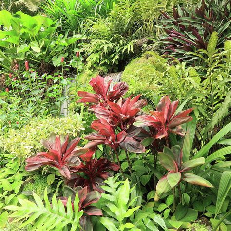 Vibrant Tropical Garden Colors Photograph By Karen Fernandez Fine Art