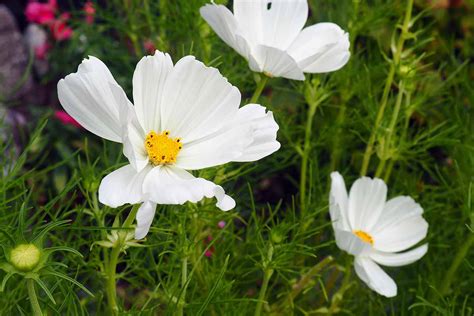 How To Grow And Care For Cosmos Flowers Gardeners Path