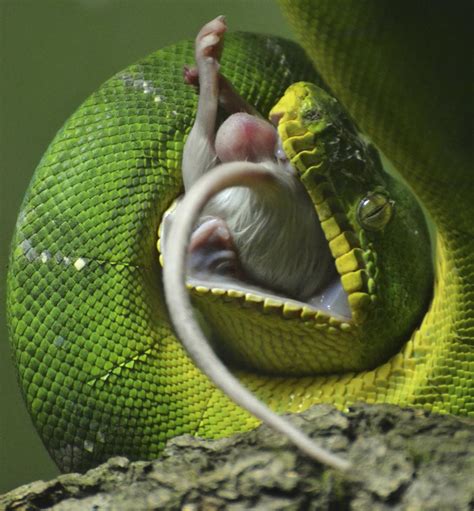 New evidence suggests that it does. You'll Be Stunned to Know How Snakes Digest Their Food ...