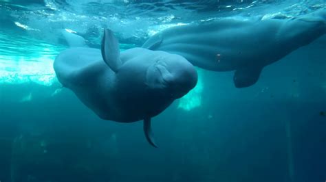 Beluga Whales Mating