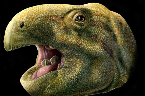 Finobe forum home off topic what dinosaur has 500 teeth? This new dinosaur species had massive, scissor-like teeth ...