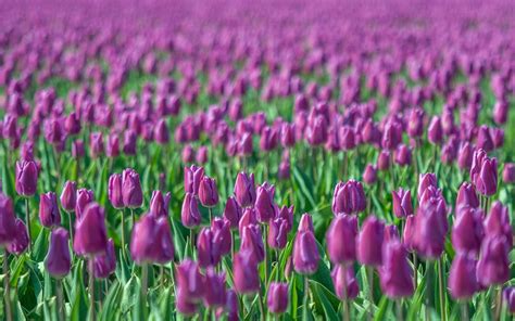 Purple Tulips Wallpapers Wallpaper Cave