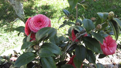 We can also help you with sending sympathy funeral flowers as well. Flower Slideshow #4 - Camellia Flowers in Orlando, Florida ...