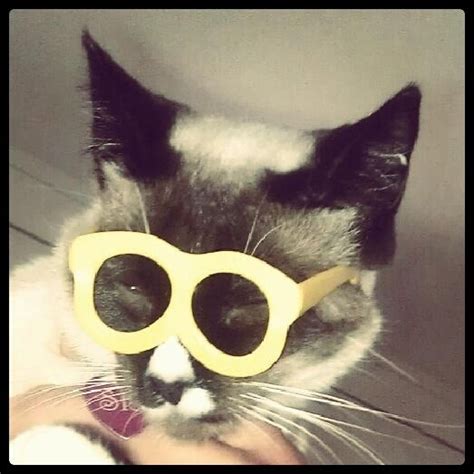 Mt Cats Are Just A Little Cooler Than Other Cats Oval Sunglass Cats