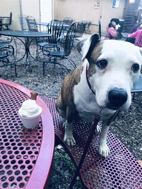 When looking for an ice cream van to be part of you wedding plans, birthday party, communion, festival or corporate event we have you covered. Can I eat it now? | Puppy ice cream, Puppies, Boston terrier