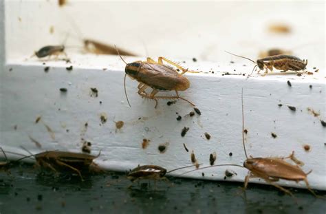 What should you do when you identify signs of pests? More Where That Came From: Surefire Signs of a Cockroach ...