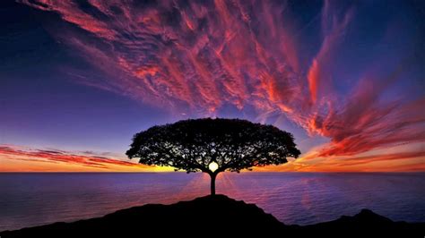 Sunset Tree Silhouette Blue Sky Red Clouds Ocean Horizon