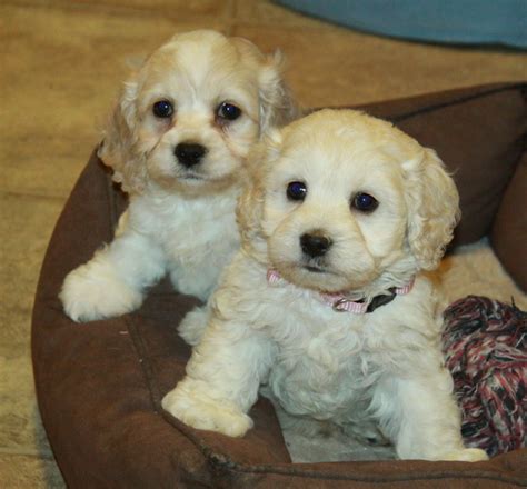 Cockapoo Puppies Male And Female Curious Puppies