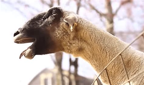 The 14 Most Hilarious Screaming Goat Videos