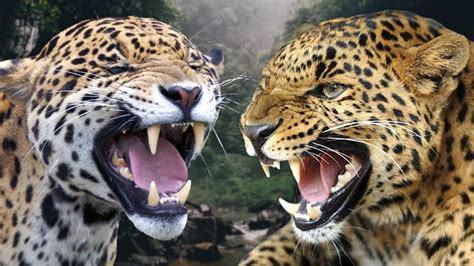 Jaguar Vs Leopard Which Is Stronger Youtube