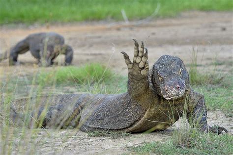18 Komodo Dragon Facts For Kids To Become An Expert Facts For Kids
