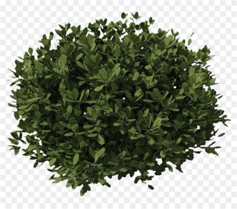 Download Free Png Download Bushes Png Images Background Png Shrub