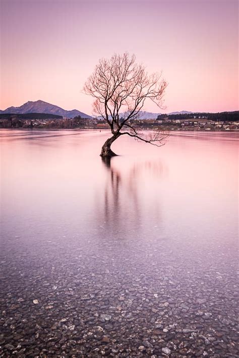 The Wanaka Tree 69390 Photo Photograph Image R A Stanley