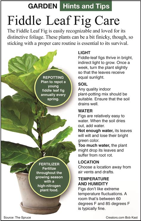 How To Care For Fiddle Leaf Figs