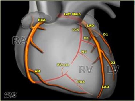 Why Is Coronary Circulation Important