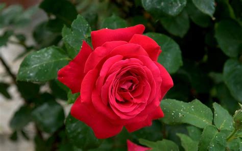 34 Contoh Jenis Bunga Mawar Yang Wajib Disimak Informasi Seputar