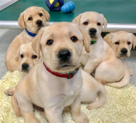 New Research Shows Puppies Are Biologically Wired To Communicate With