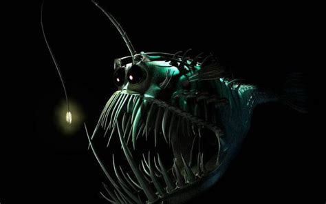 Free Download Hd Angler Fish Wallpapers Download 382302 1024x724 For