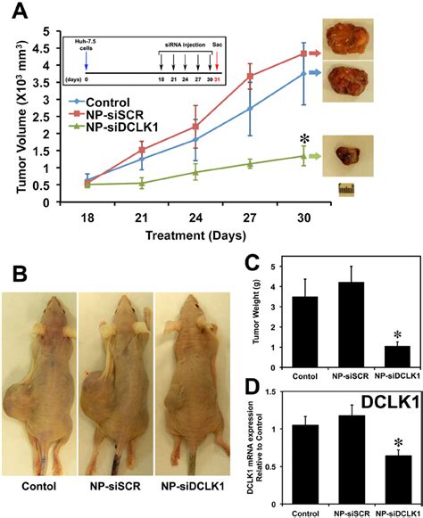 SiRNA Mediated Knockdown Of DCLK1 Results In Human Liver Tumor