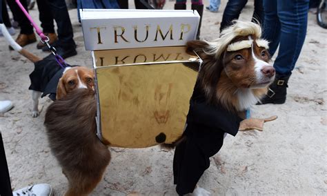 Tuesday Links This Dog For President