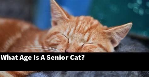 What Age Is A Senior Cat Catstopics
