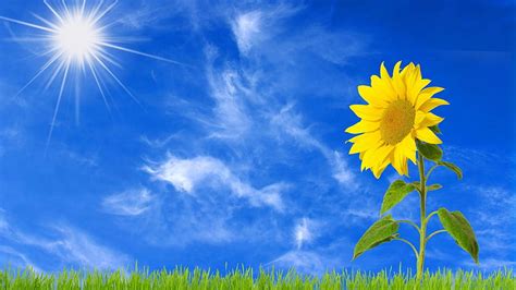 Sunflower With Background Of Sun And Blue Sky With Clouds Flowers Hd