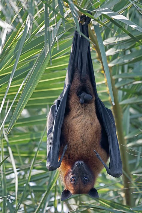 Indian Flying Fox Male Roosting In Tree Keoladeo Np India Photograph