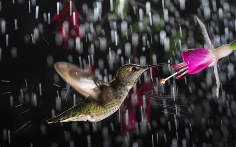 Download Wallpapers Hummingbird Little Bird Rain Flowers Beautiful