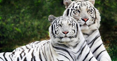 Los tigres no son felinos de acuerdo a investigación realizada por expertos