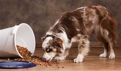 Best dry food for puppies. Best Dog Food for Australian Shepherds: 7 Vet Recommended ...
