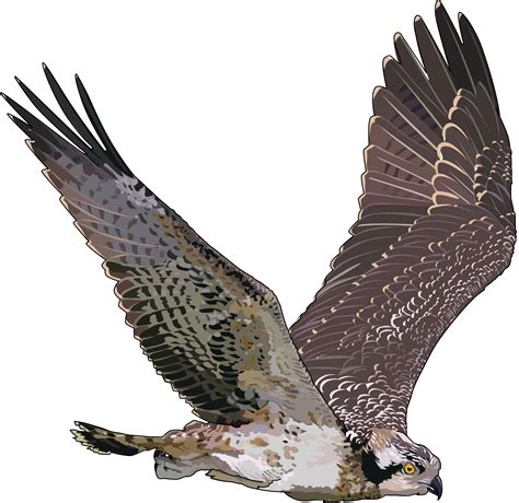 Falcon Png Transparent Image Download Size 1565x1520px