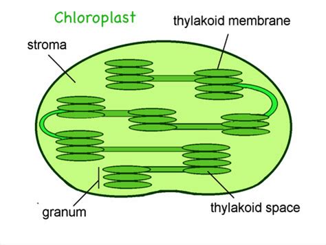 In addition, they divide independently of the cell. Cell Organelle - 我的网站