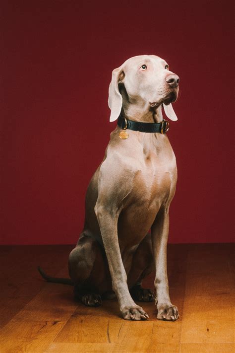 The Gucci Pet Collection is unveiled through a series of pet portraits