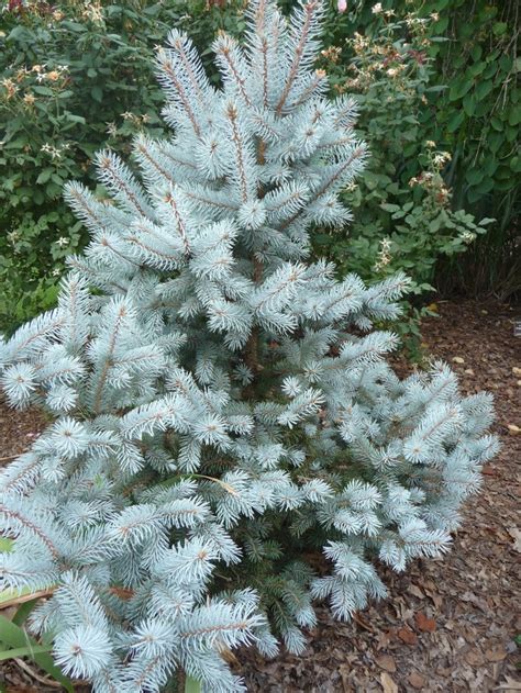 Picea Pungens Hoopsii Blue Spruce Garden Center Marketing