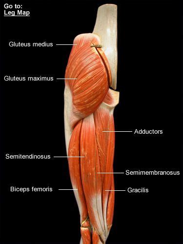 Leg Muscles Diagram Basic Simple Diagram Of Leg Muscles 2 Enumerate