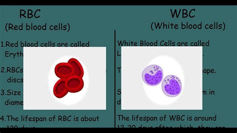 Rbc Vs Wbc Quick Differences And Comparison Youtube
