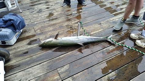 7 19 21 Drew With A 336 Pound King Mackerel Seaview Fishing Pier