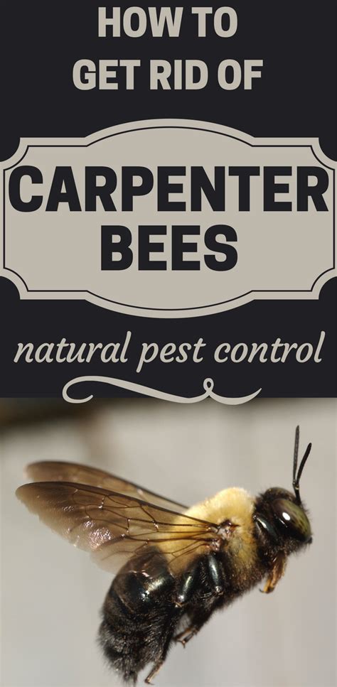 How To Get Rid Of Carpenter Bees Natural Pest Control Carpenter Bee