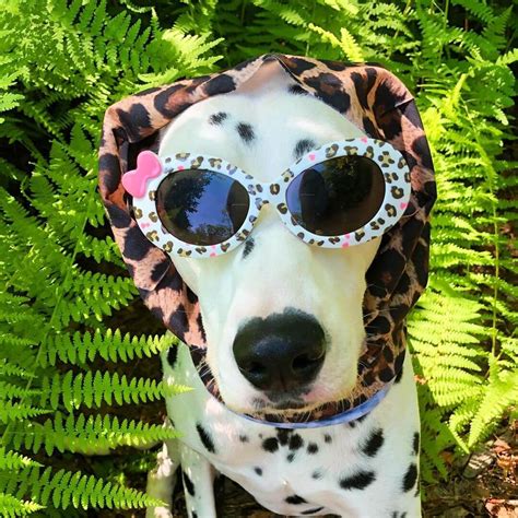 funny halloween costumes  dalmatian dogs page     dogman