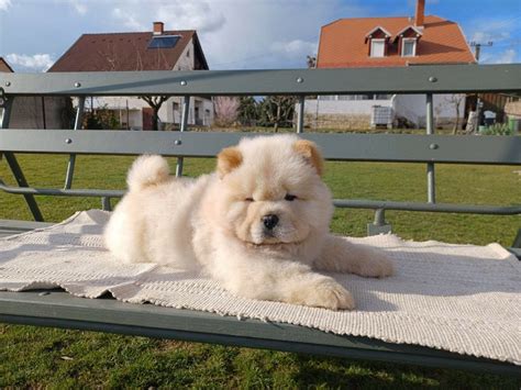 Cosmo Purebred Healthy Chow Chow Puppy For Sale