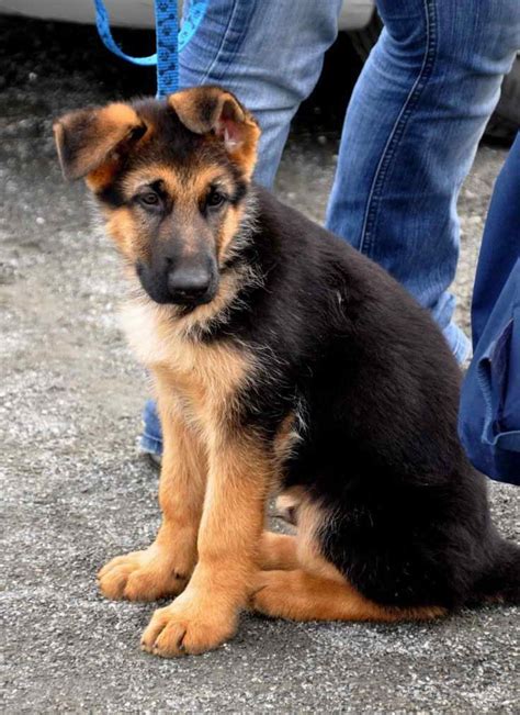 The breed's principal forebears were most likely spanish dogs that accompanied the basque shepherds and herds of fine merino sheep exported to both america and australia in the. German Shepherd Australian Shepherd Mix Puppies For Sale ...