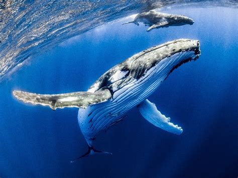 2021 Breaks Record For Humpback Whale Calves In Salish Sea Pwwa