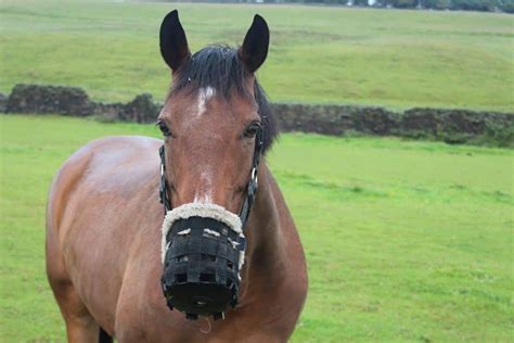 How To Introduce And Use A Grazing Muzzle For Horses The Horse