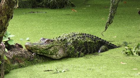 American Alligator In A Swamp Youtube