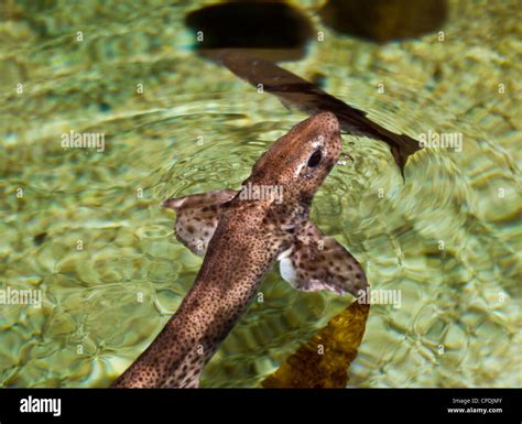 Small Spotted Catshark Stock Photo Alamy